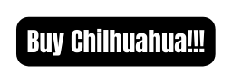 Buy Chilhuahua